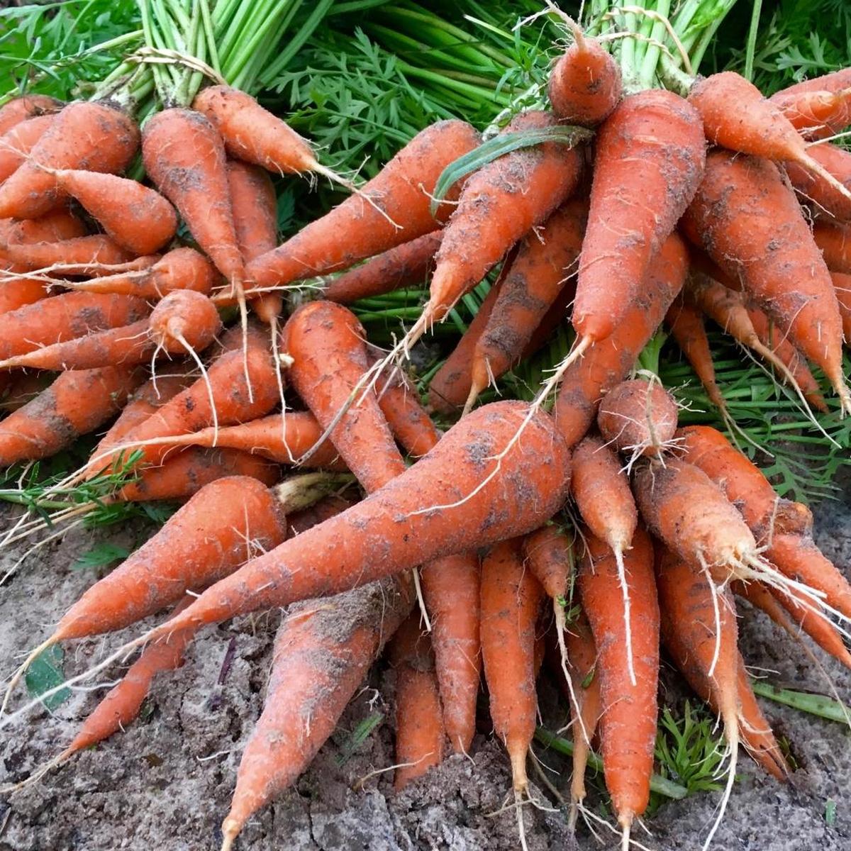 Worden Farms produces organically grown carrots and other leafy and root vegetables.