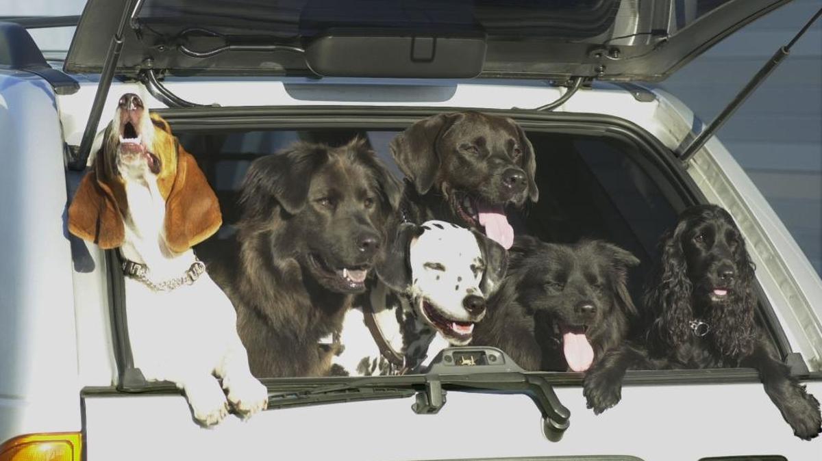 Party Animal, maker of organic pet food, recalled one lot of Cocolicious Beef & Turkey dog food and one lot of Cocolicious Chicken & Beef dog food that were distributed nationwide. A customer tested samples from the lots and found pentobarbital, a barbiturate now commonly used to euthanize dogs and cats.