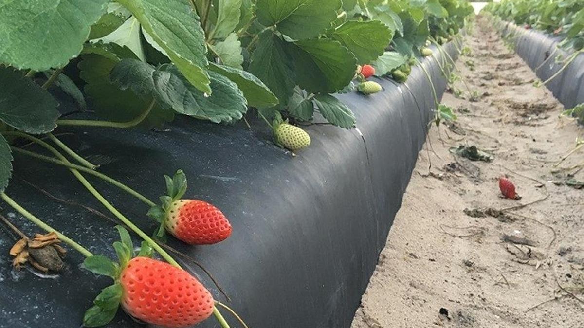 Cooler weather that came through over the weekend was good for the crop of growing strawberries, a Wish Farms spokeswoman said.