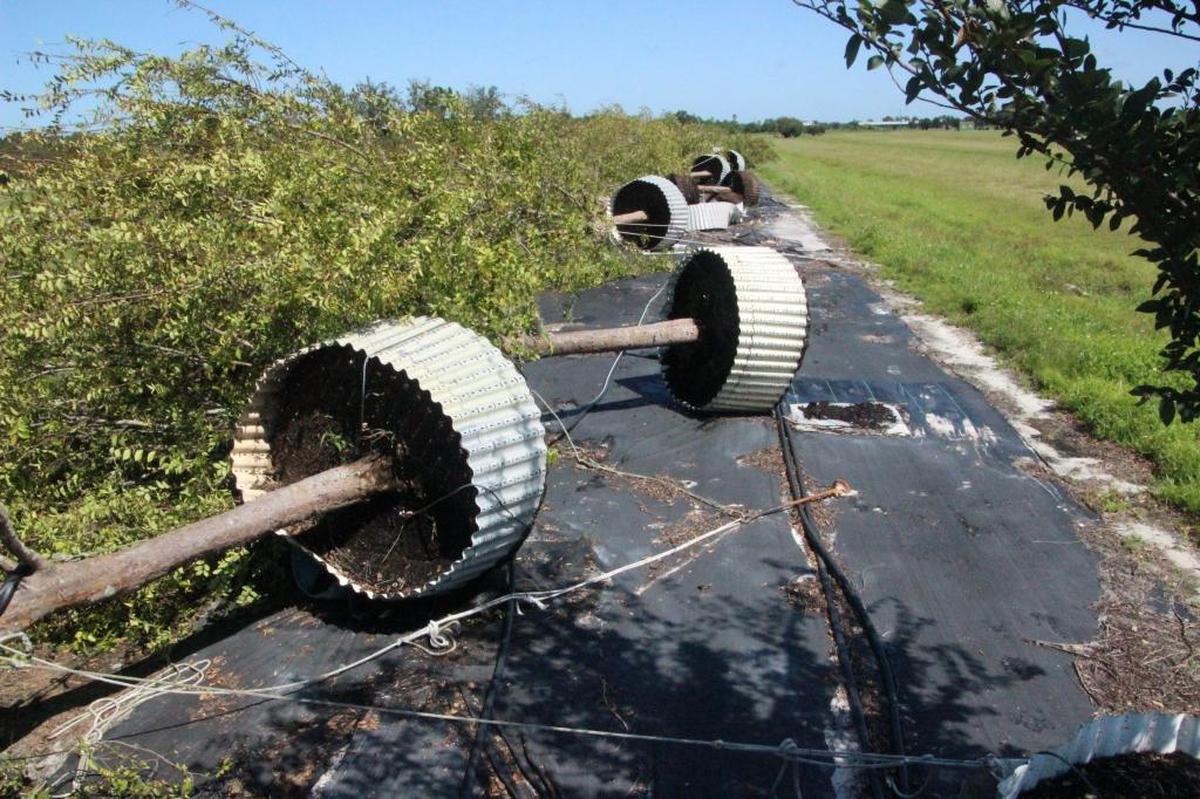 A row of large elm trees was bowled over by Hurricane Irma at a tree farm in Manatee County.