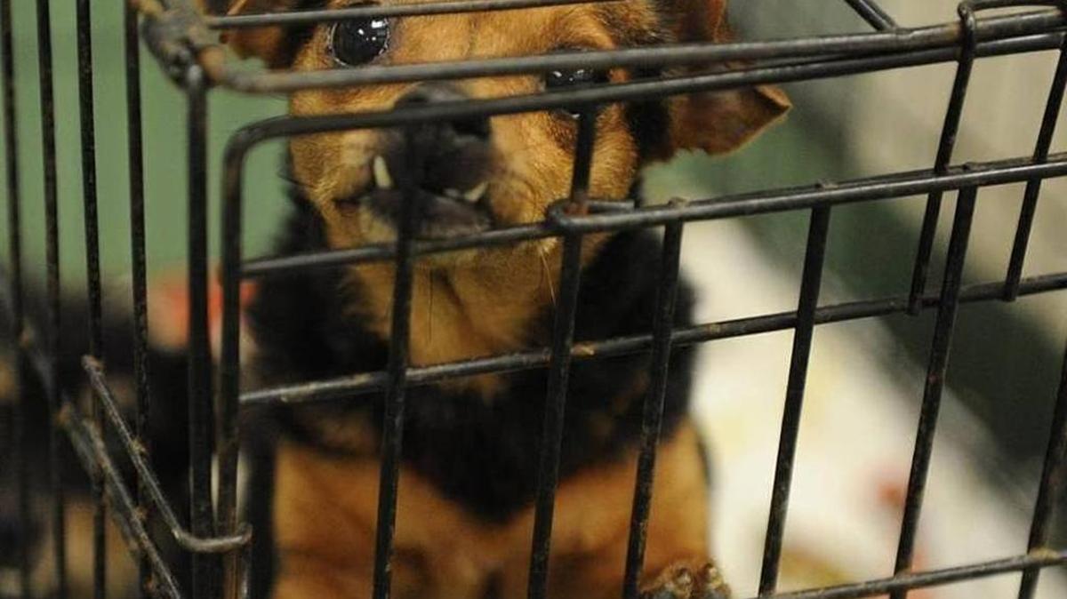 Mya pictured in this June 2016 file photo when the Manatee County Animal Services shelter was overwhelmed with new dogs following an animal abuse case.