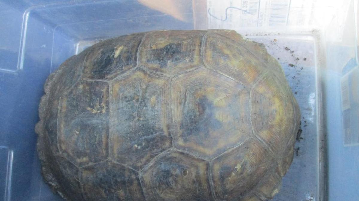 This gopher tortoise was found by Florida Fish and Wildlife Conservation Commission officers in a shed behind a 12th Avenue West apartment building on April 11 after a complaint was filed with the office.