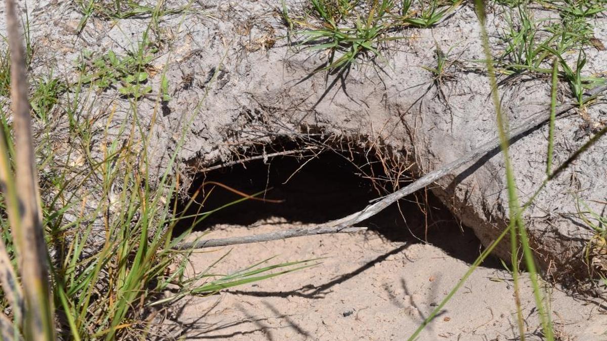 A gopher tortoise burrow is one of the many things visitors can see at Moody Branch Preserve.
