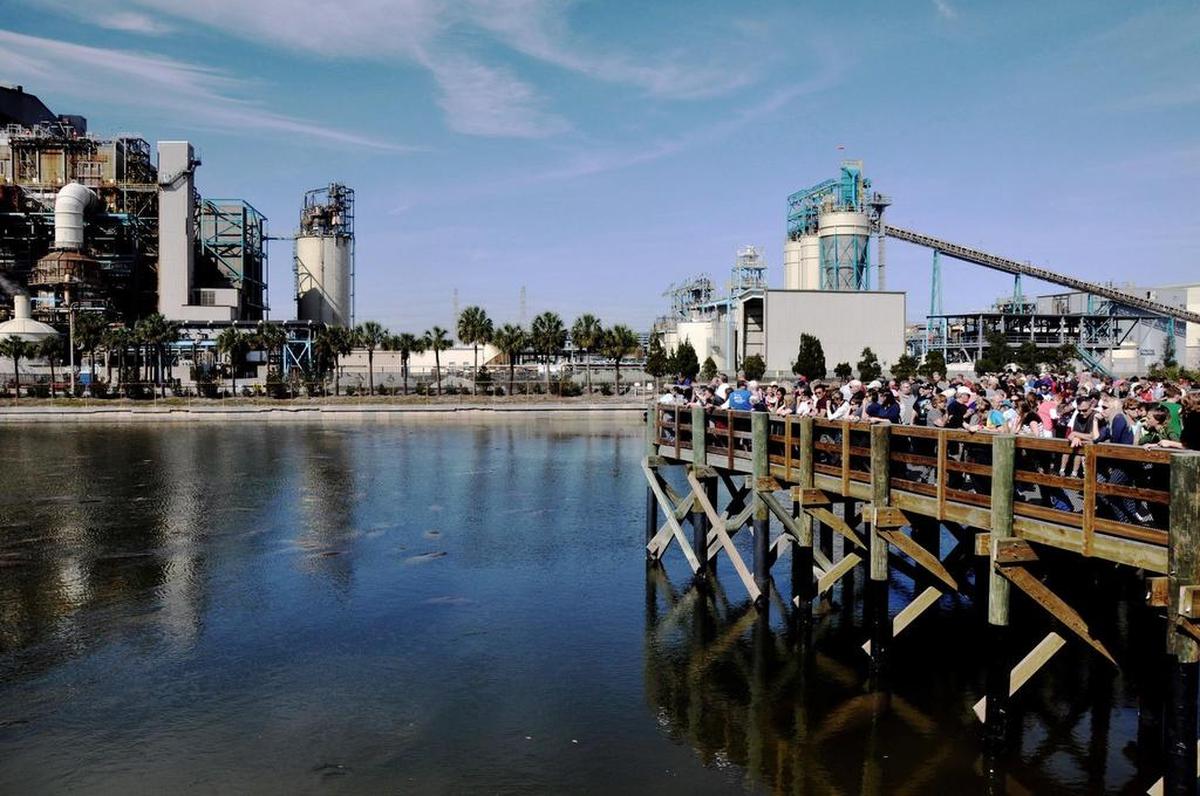 Manatees congregate each winter at TECO’s Manatee Viewing Center in Apollo Beach.