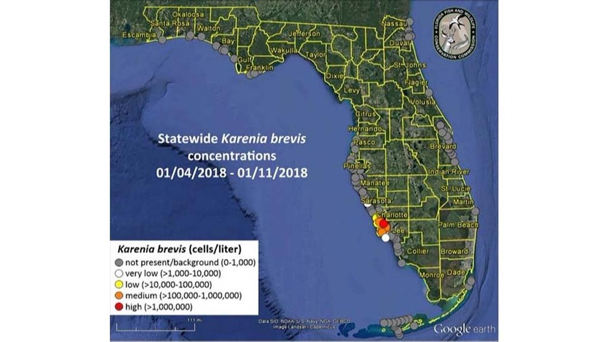 The Florida Fish and Wildlife Conservation Commission’s red tide report released on Jan. 12.