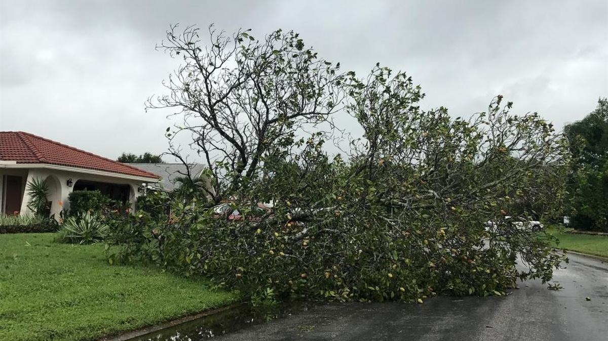 A magnolia tree lies in the street in east Sarasota.