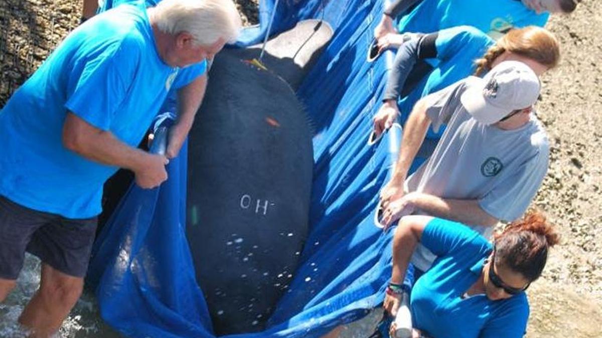 Sarasolo, a manatee, was released at Tampa Electric's Manatee Viewing Center at the Big Bend Power Station in Apollo Beach Thursday after nearly 18 months of rehabilitation.