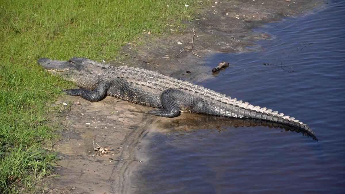 An alligator basks in the sun at Myakka River State Park.