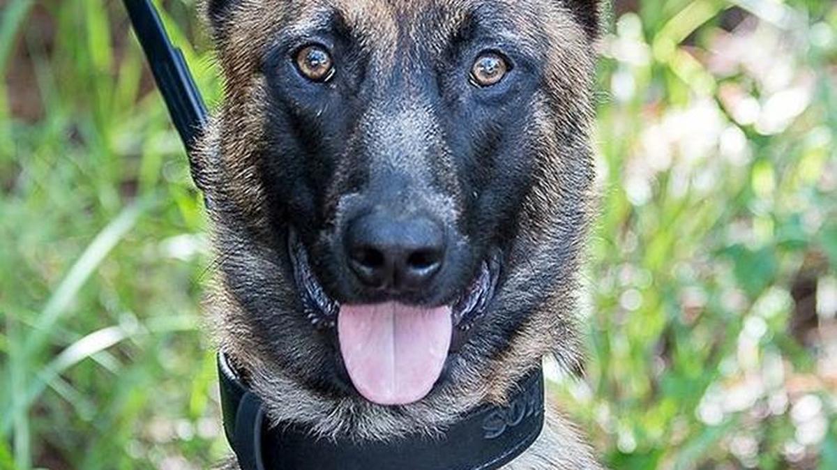 Ando officially joined the Sarasota County Sheriff’s Office K-9 unit on July 10.