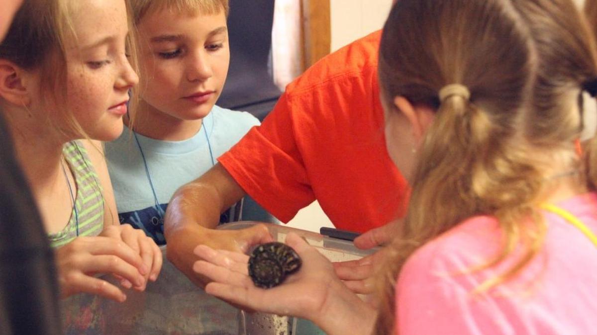 Samantha Trent and Konnor Oelfke look at a hermit crab during Marine Explorer Class at the Manatee County Extension Office on Friday.