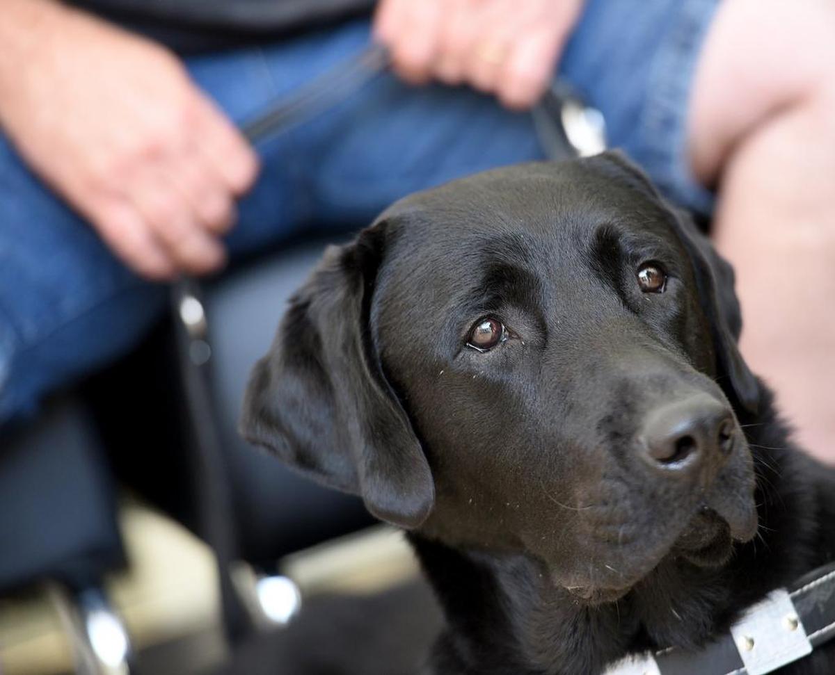 Vernon will address both of his owner’s needs.
