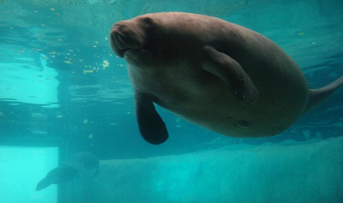 Snooty swims by an observation window in this 2009 photo at the Parker Manatee Aquarium.