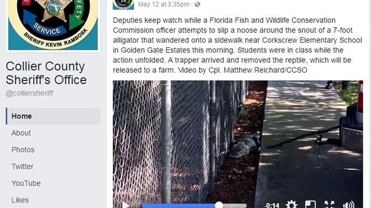The Collier County Sheriff’s Office posted a video Friday of officials catching a gator found outside an elementary school.