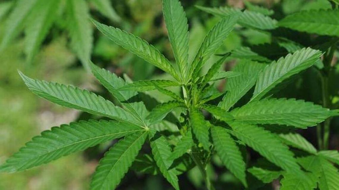 With the Legislature somewhat rolling out the green carpet for medical marijuana dispensing, Palmetto renews discussions on the future of the industry in the city.