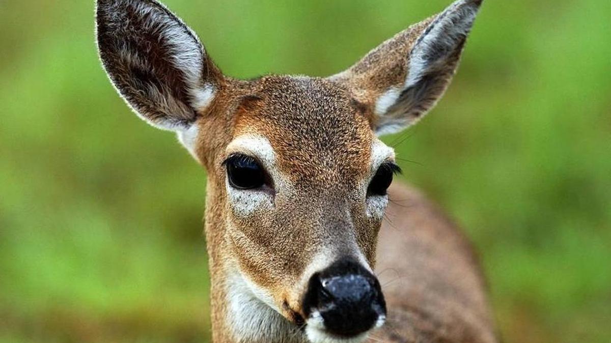 An endangered Key Deer at the Key Deer National Refuge on Big Pine Key.