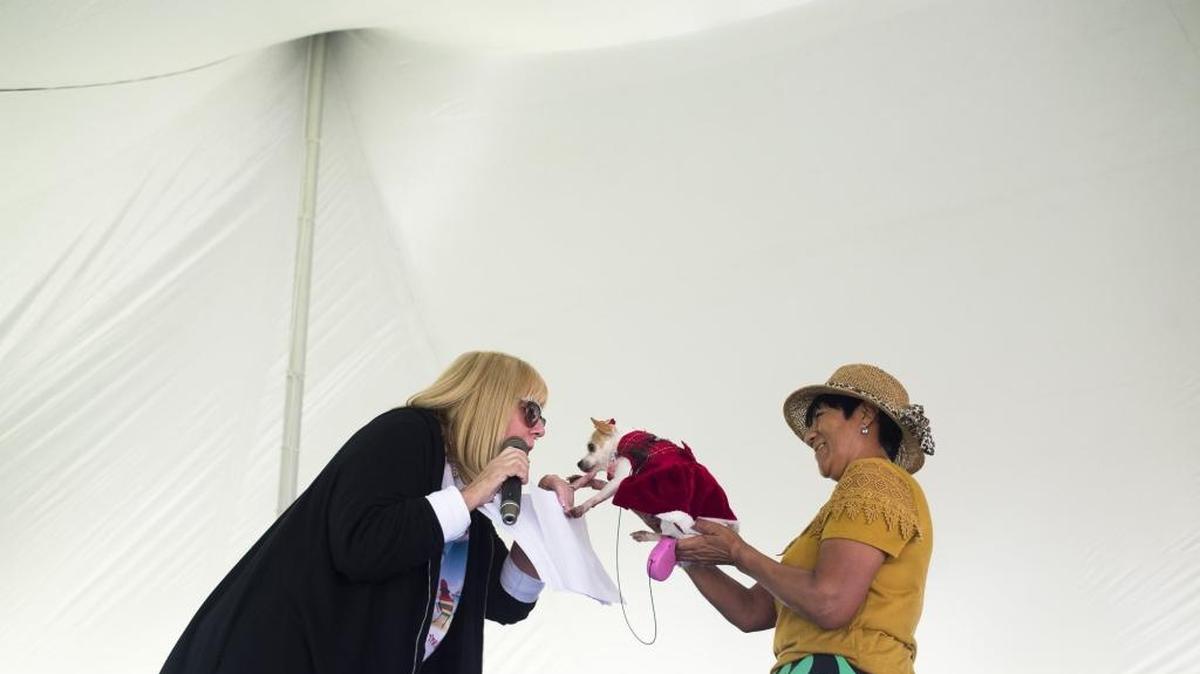 Mercedes Gonzalez shows her chihuahua, Lady, to the judges during the Doggy Fashion Show at the Canine Christmas Festival on Saturday afternoon at Bishop Animal Shelter.