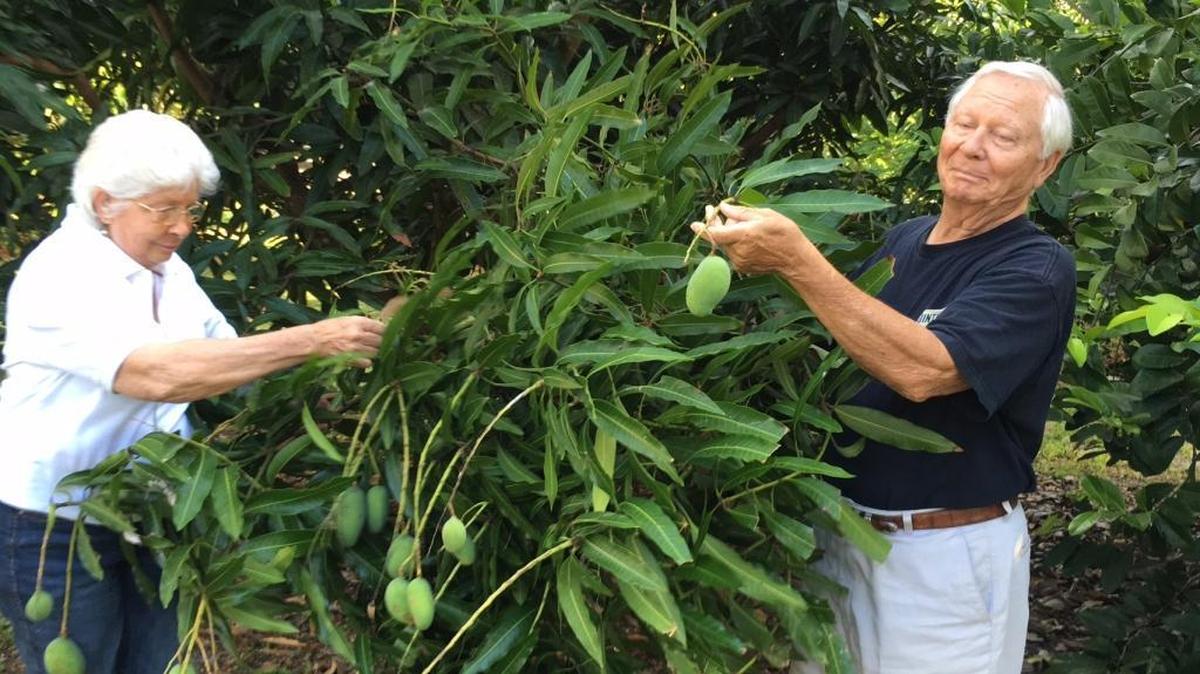 Betty Kearns, left, and her husband, Pete, groom a mango tree on their property whose fruit should be ripe in July. The Kearns are members of the Manatee Rare Fruit Council which is hosting a tree sale Sunday, May 22.