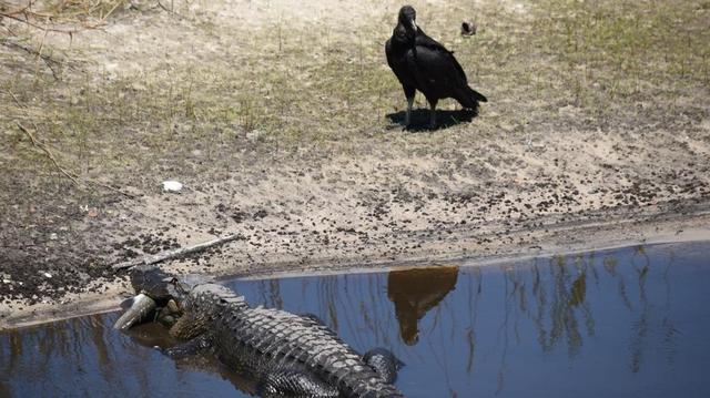 An alligator holds a fish in its mouth as a vulture stands by weighing the likelihood of snatching it at Myakka River State Park on May 7.
