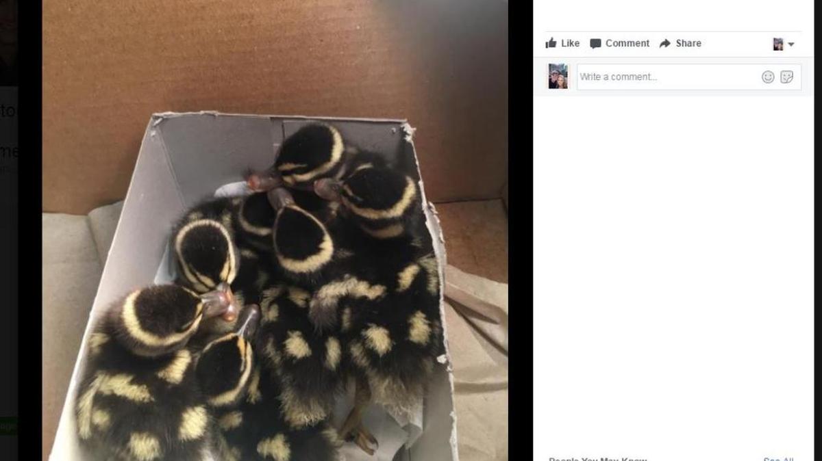 Eight ducklings were rescued and brought to Bradenton police after they were found orphaned.