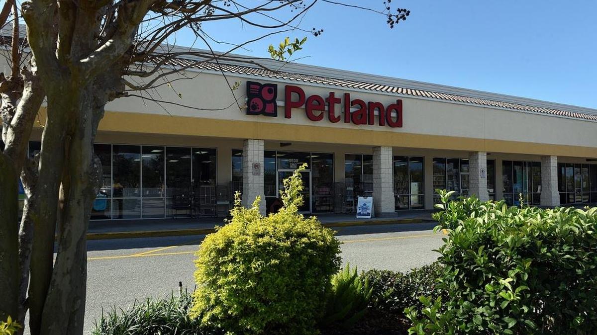 A statement on the Petland Bradenton website stating that they offer adoptions of Manatee County Animal Services animals has been removed. This comes just days after Manatee County Attorney’s Office sent a demand letter to Petland, threatening legal action.