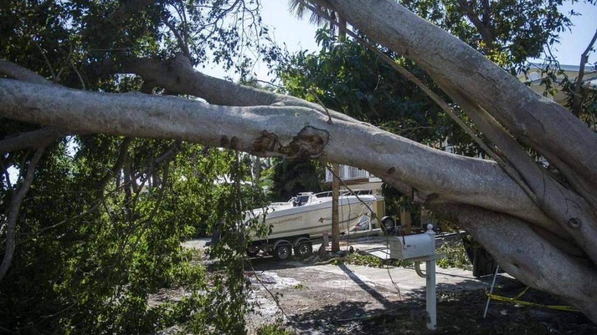 File: A large uprooted tree blocks a residential street as residents of Anna Maria Island began the recovery from Hurricane Irma on Anna Maria Island.