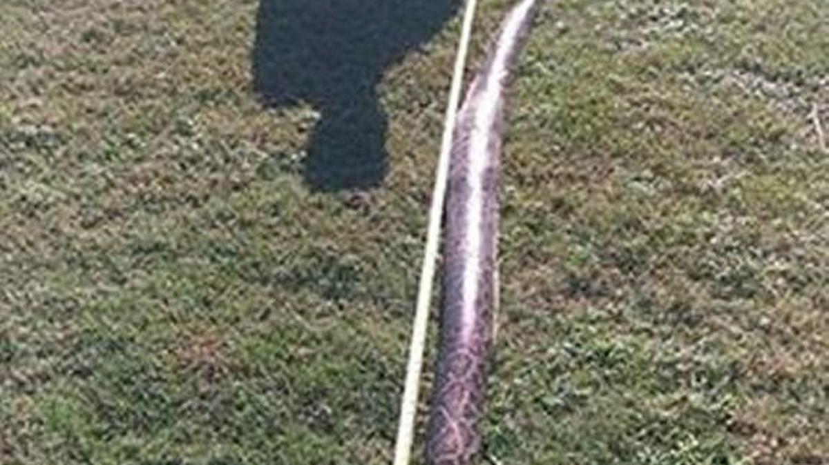 Chris Dawson, seen here, and his wife, Brooke, found this 9.5-foot Burmese python on Wednesday when driving north on U.S. 41 near Port Manatee.
