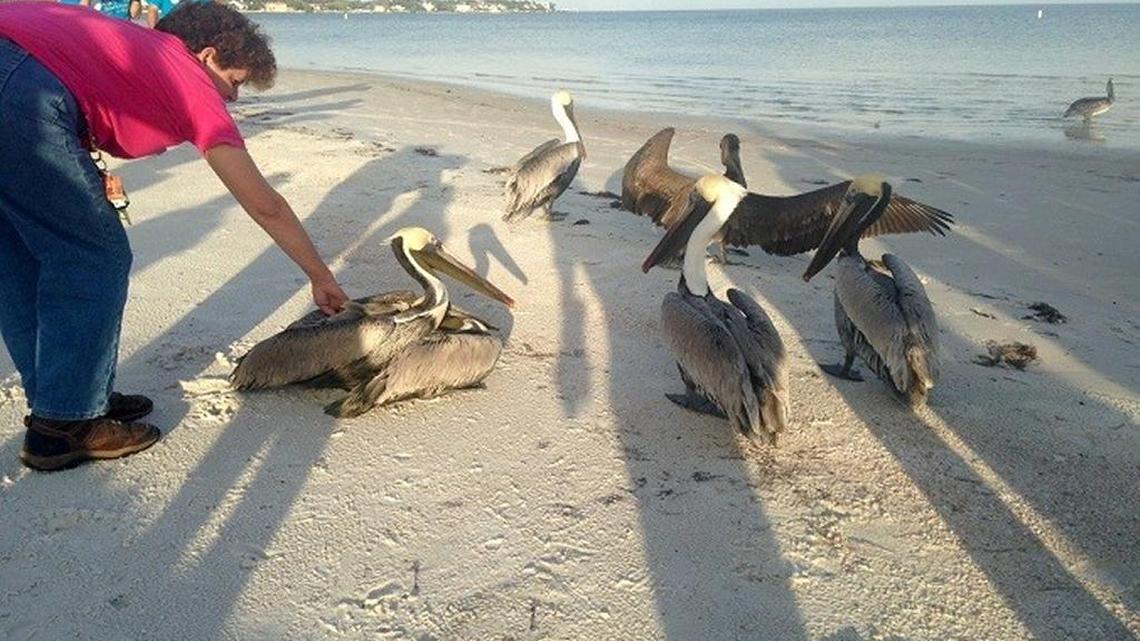 According to leaders at Owl’s Nest, their goal was to get the birds released as soon as possible. It’s nesting season.