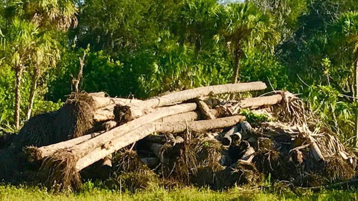 Debris piles can be seen on a 32-acre parcel of land on the northeast corner of Whitfield Avenue and Lockwood Ridge Road.