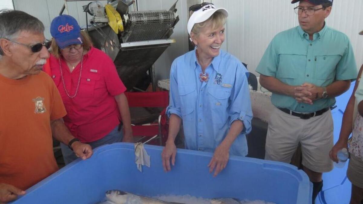 Big crowds enjoyed the 36th annual Cortez Commercial Fishing Festival on Saturday and Sunday, including the different species on display thanks to Dr. Theresa Bert (center).