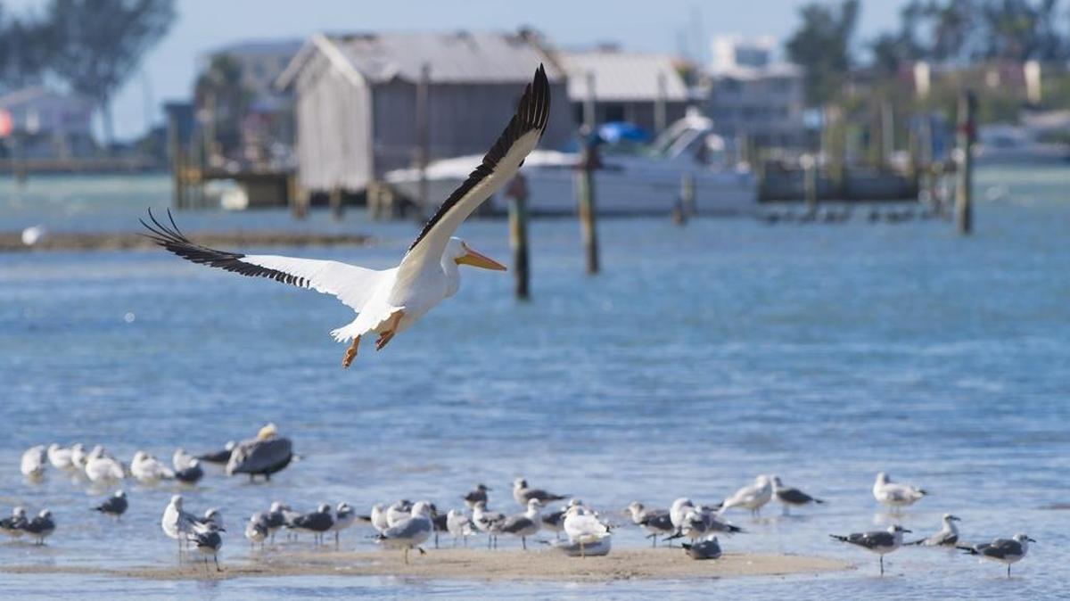 A group of white pelicans gather on a sandbar near Cortez in this Bradenton Herald file photo. White pelicans migrate south each year, escaping the drastic cold of the north for Florida’s milder weather.