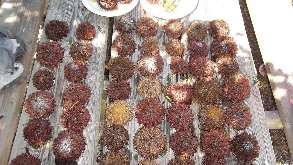 Florida Fish and Wildlife Conservation Commission officers cited a Sarasota couple over harvesting sea urchins over the daily limit.