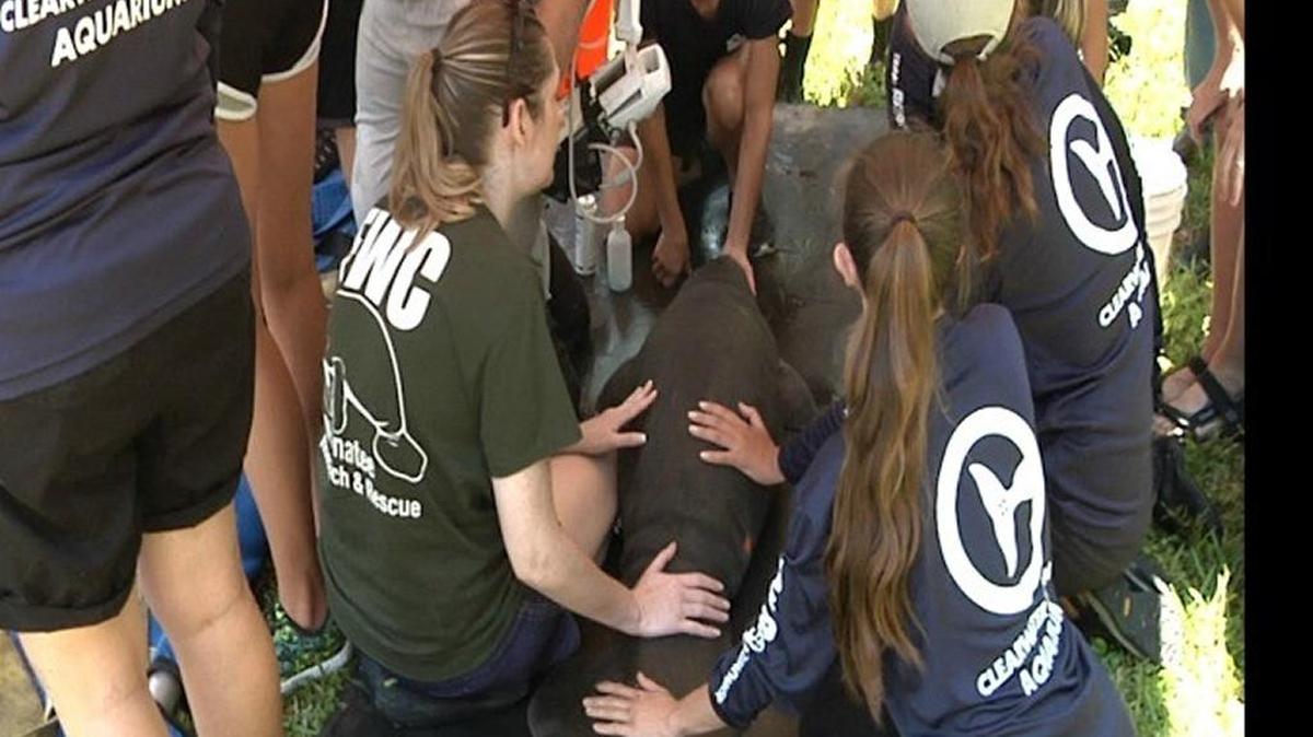FWC, Lowry Park Zoo and Clearwater Aquarium workers and dozens of residents helped save a manatee and her calf Wednesday after they were stuck in a nearby canal.