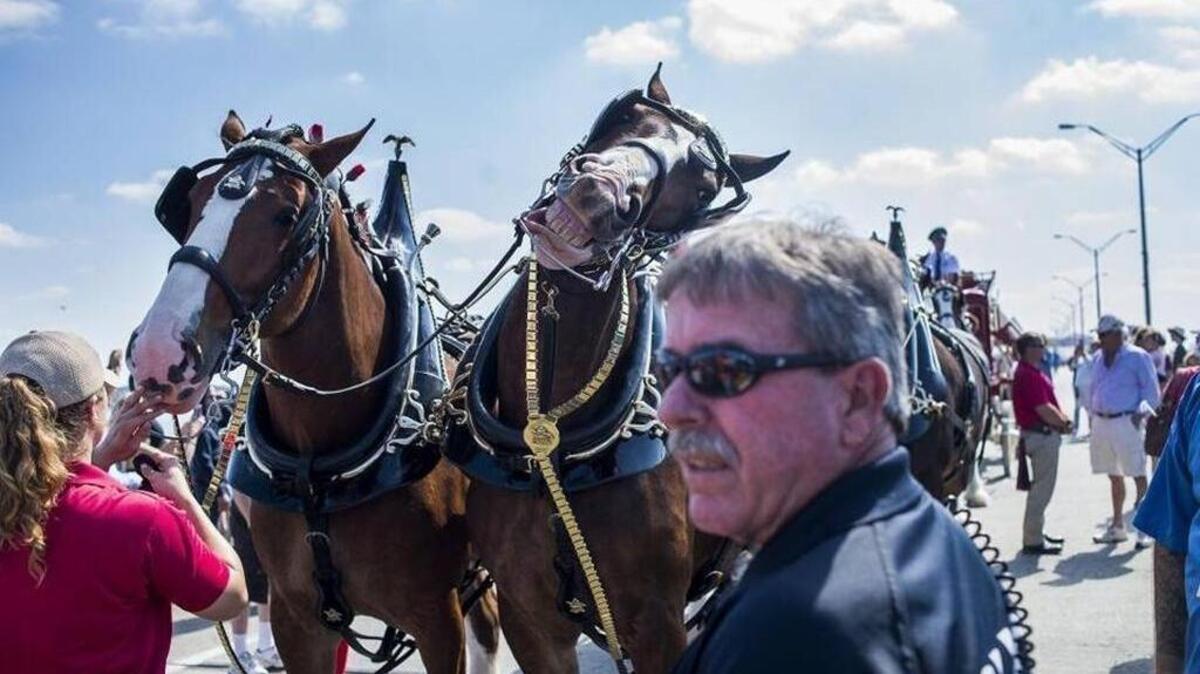 A Budweiser Clydesdale hams it up for a photo during the 2017 Bradenton Area River Regatta. The event brought in $5.3 million in economic impact.