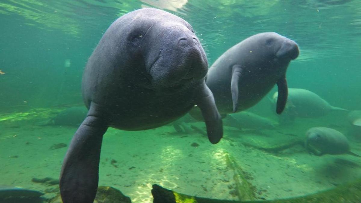 Manatees find refuge in the warm waters of Blue Spring at Blue Spring State Park, Orange City in a 2015 file image.