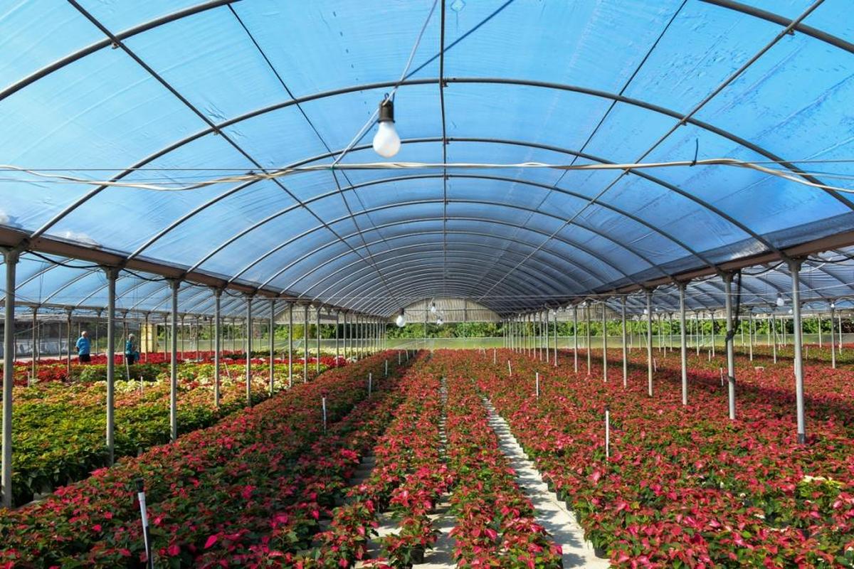 Pots of poinsettias line up on the floors of the greenhouses at Orban’s Nursery in Bradenton.