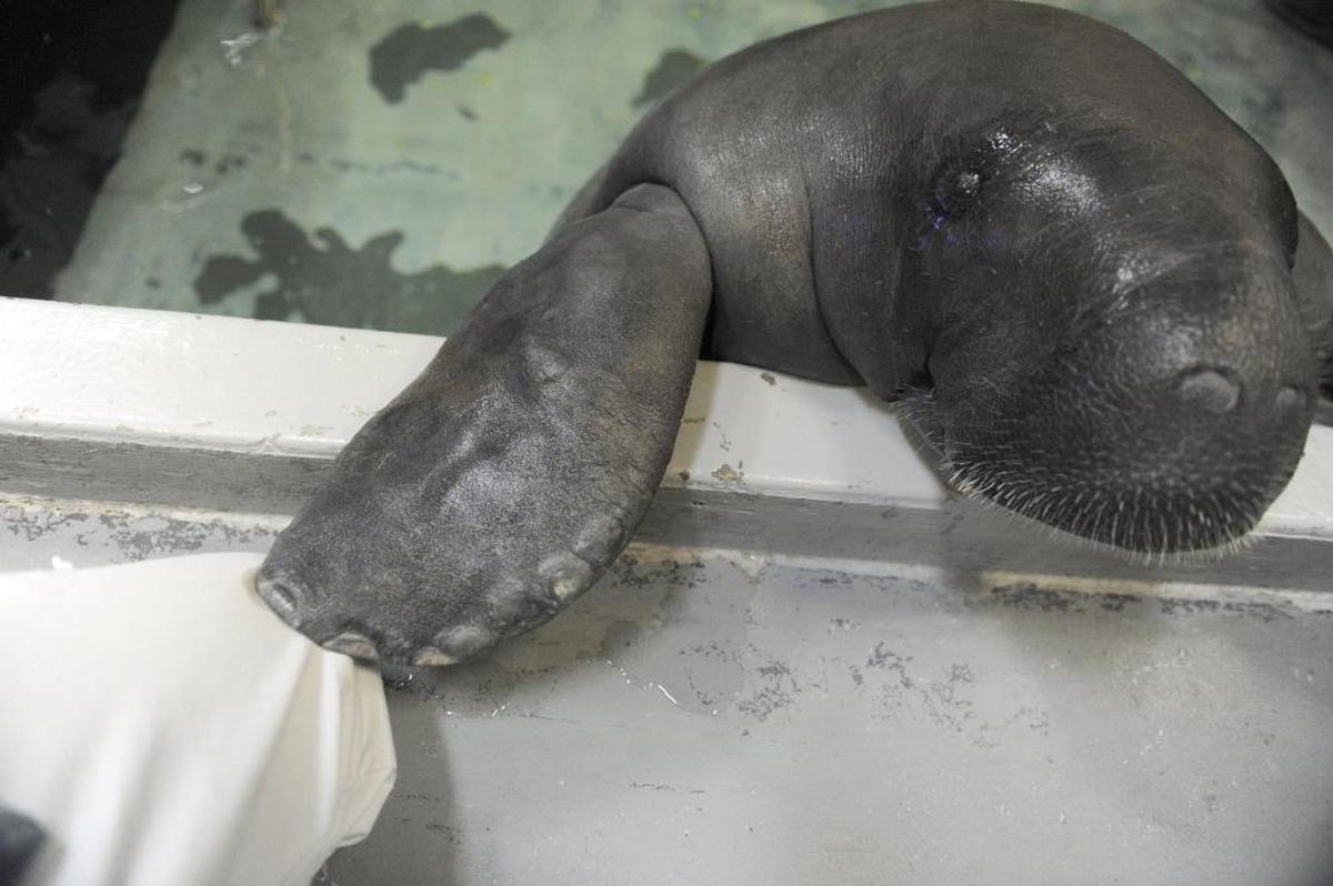 Snooty the Manatee lifts his head out the water during media day in 2012 at the South Florida Museum and Parker Manatee Aquarium.