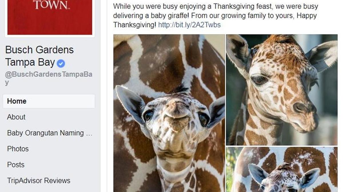 A giraffe was born Thursday during the Thanksgiving holiday at Busch Gardens Tampa Bay, according to a Facebook announcement.