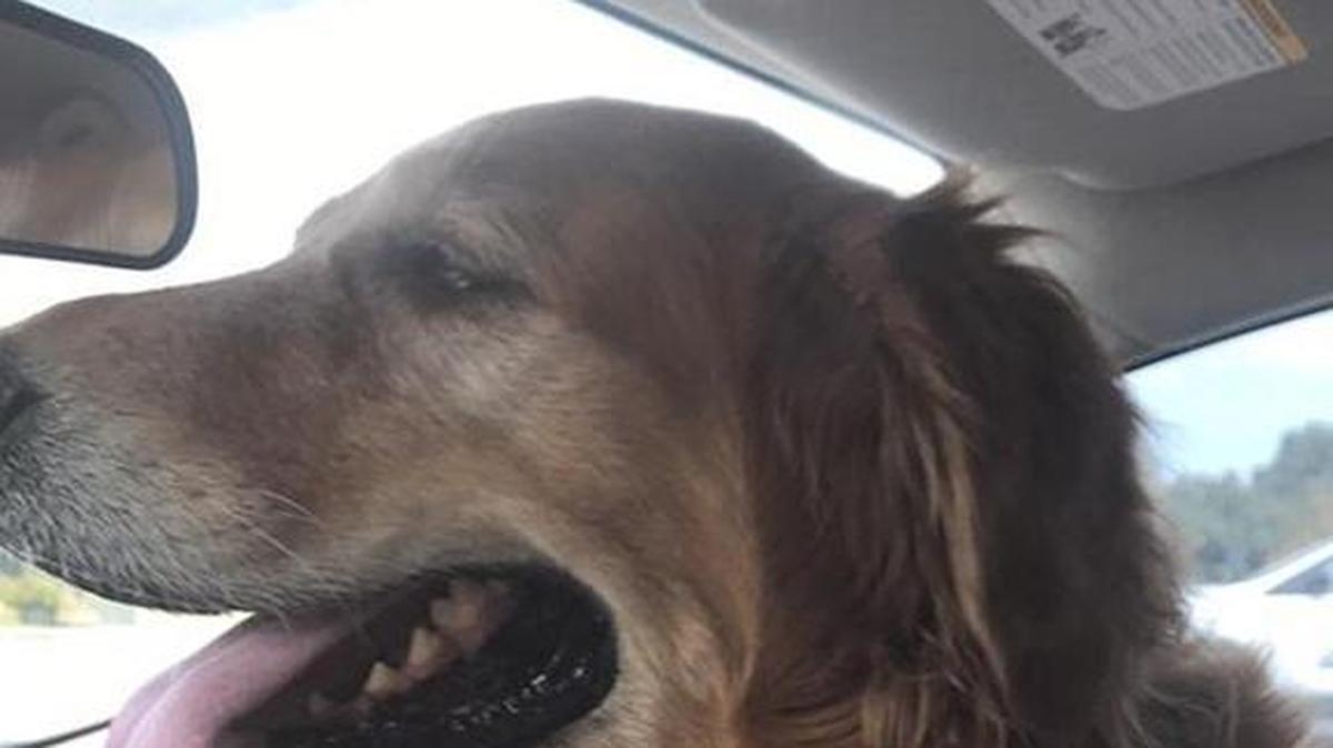 Sandy, a 10-year-old Golden Retriever, was reunited with her family after she was trapped in a car for eight days with her deceased owner.