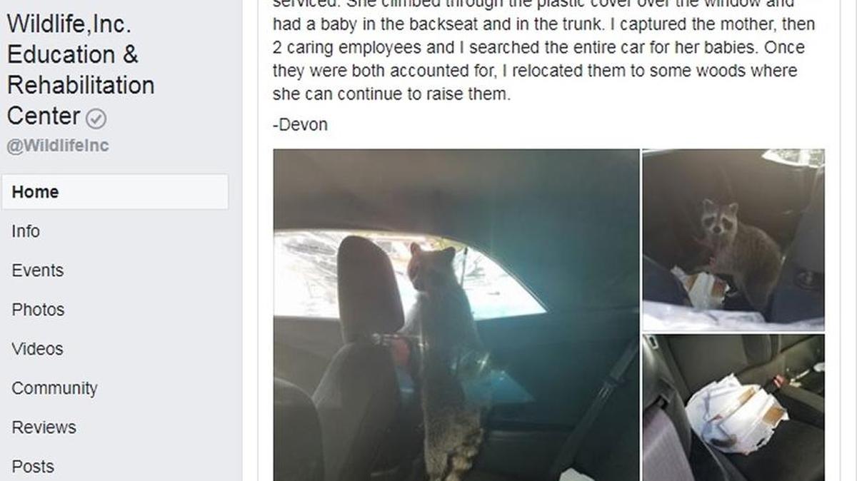This screenshot of Wildlife, Inc. Education and Rehabilitation Center’s Facebook page shows a post about a raccoon that gave birth in a car.