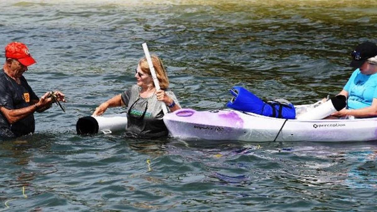 Volunteers identify seagrass in Sarasota Bay.