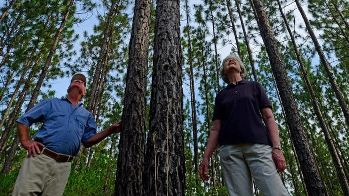 Landowners look at longleaf pines on their property. The federal government is encouraging landowners to help in the effort to restore longleaf pine forests.