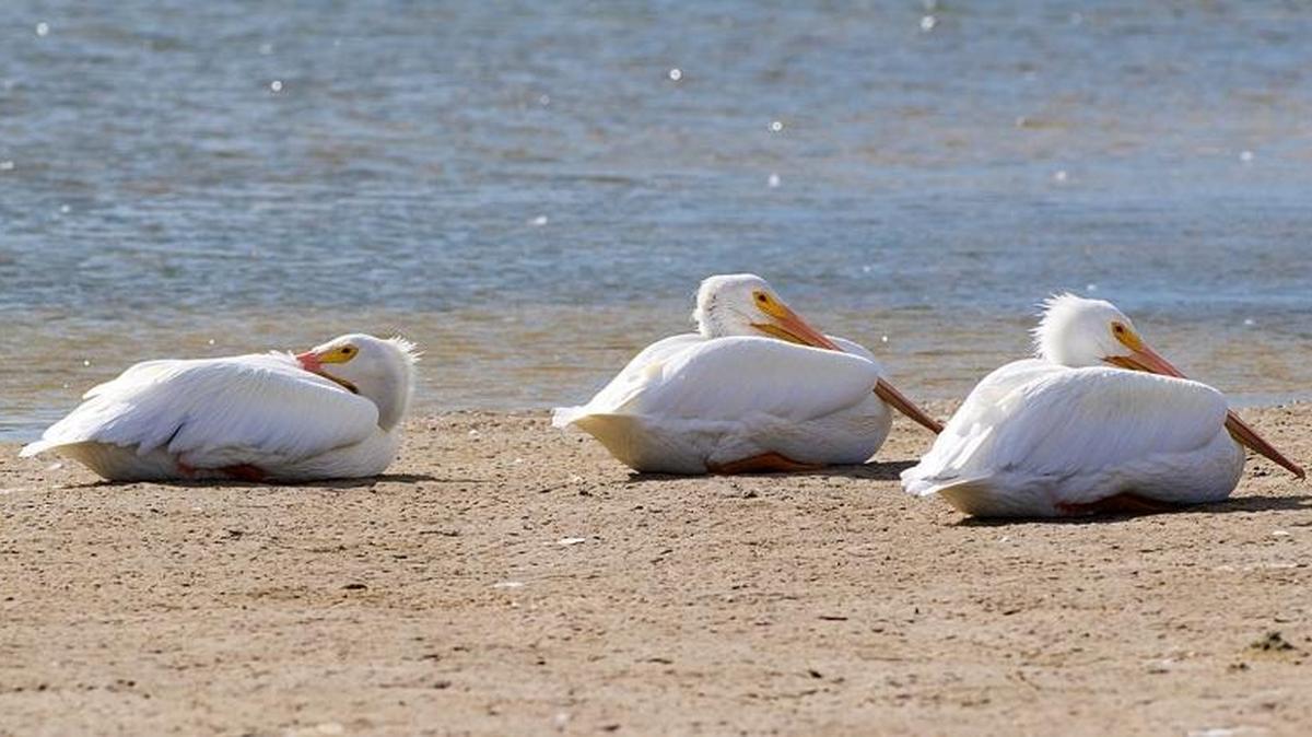 A group of white pelicans gather on a sandbar near Cortez Thursday afternoon. White pelicans migrate south each year, escaping the drastic cold of the north for Florida’s milder weather.