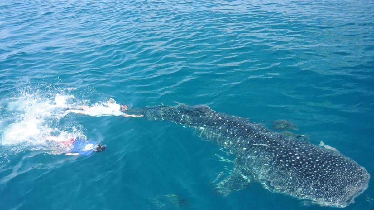 Mote Marine Laboratory scientists work to place a scientific tag on a whale shark in the Gulf of Mexico – one key way to understand these animals’ mysterious lives.