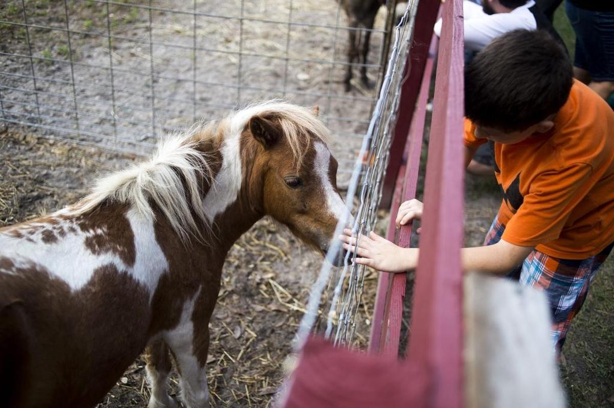 Hunsader Farms offers a petting zoo and playground experience for $5 a person from September-June.