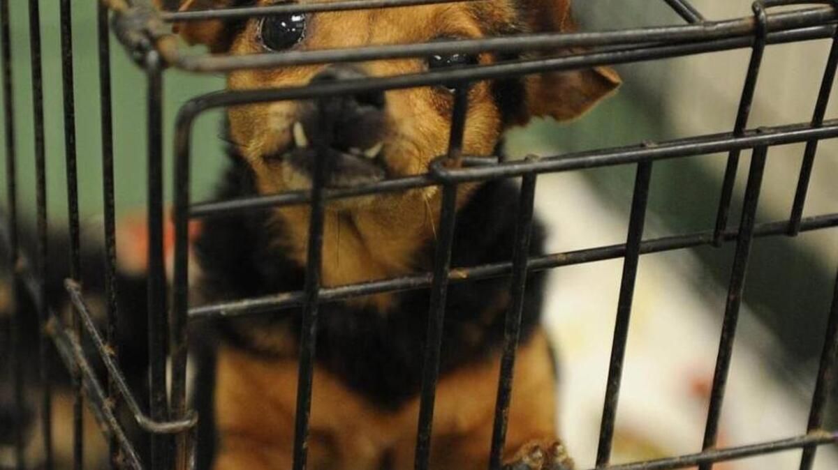 Mya was pictured last week during a time when the Manatee County Animal Services shelter was overwhelmed with new dogs following the latest animal abuse case.