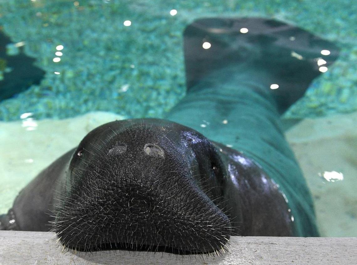 Snooty the manatee in his tank on Friday, the day of his 69th birthday.