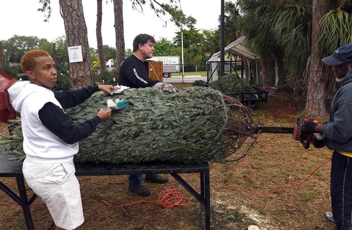 Angie Sims, Palmetto Club director, Jeff Gockley and Keith Cooper prepare a tree at the Boys & Girls Clubs of Manatee County’s Christmas tree lot on Friday.