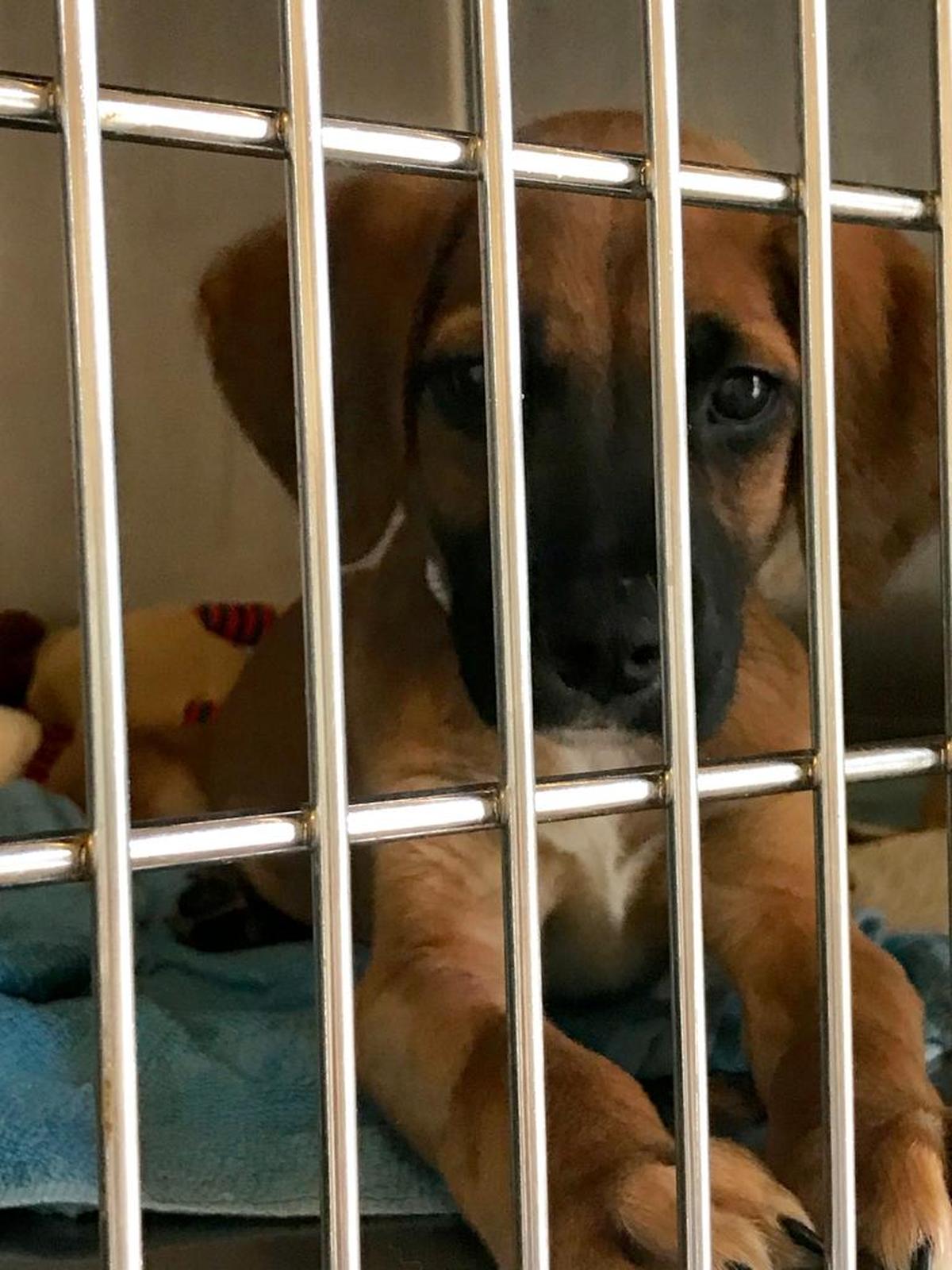 More than 20 vaccinated puppies tested positive for Canine parvovirus at Nate’s Honor Animal Rescue, a deadly disease that essentially destroys dogs’ intestines. One puppy has died from the virus, but several of the infected puppies are on the mend, officials said.