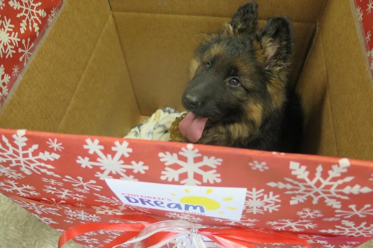 Rebekah Drew, 10, was diagnosed with leukemia in 2014 and always dreamed of having her own German shepherd puppy. She had her wish granted on Thursday when the Children’s Dream Fund stepped in and surprised her with Teddy.
