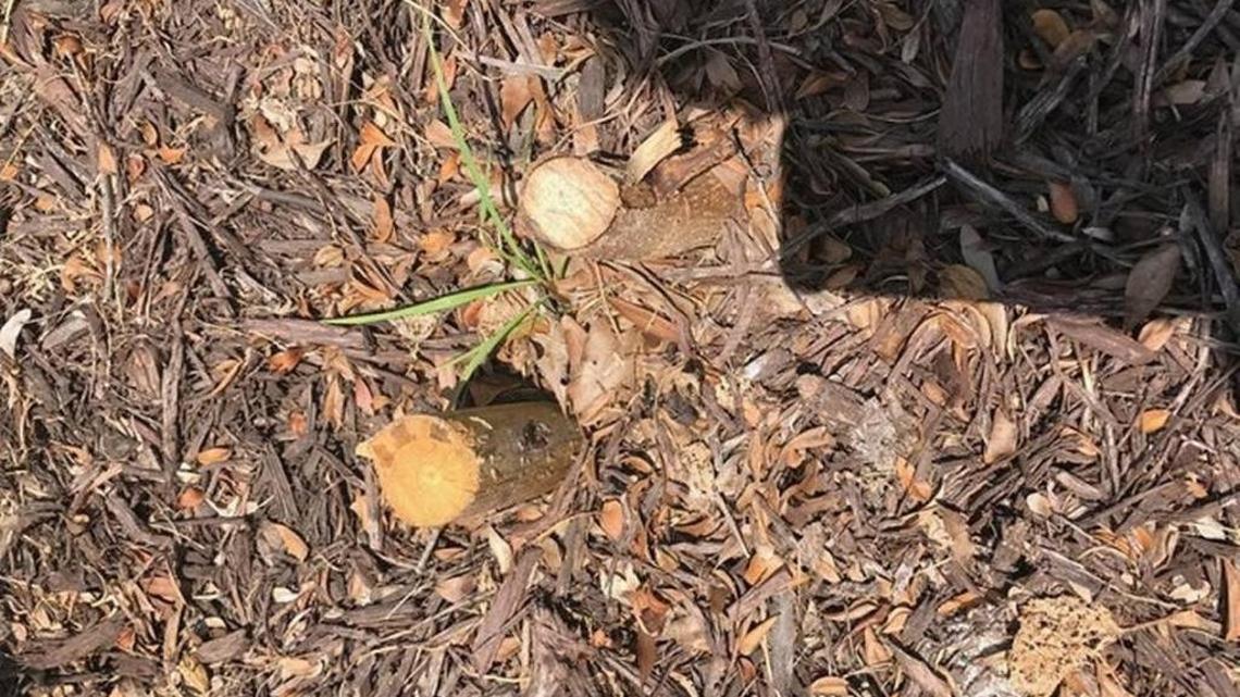 Community hosts replanting event after vandals chopped down 77 trees